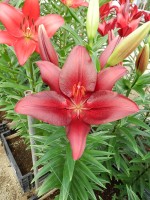 [5073 Forza Red No02.JPG]